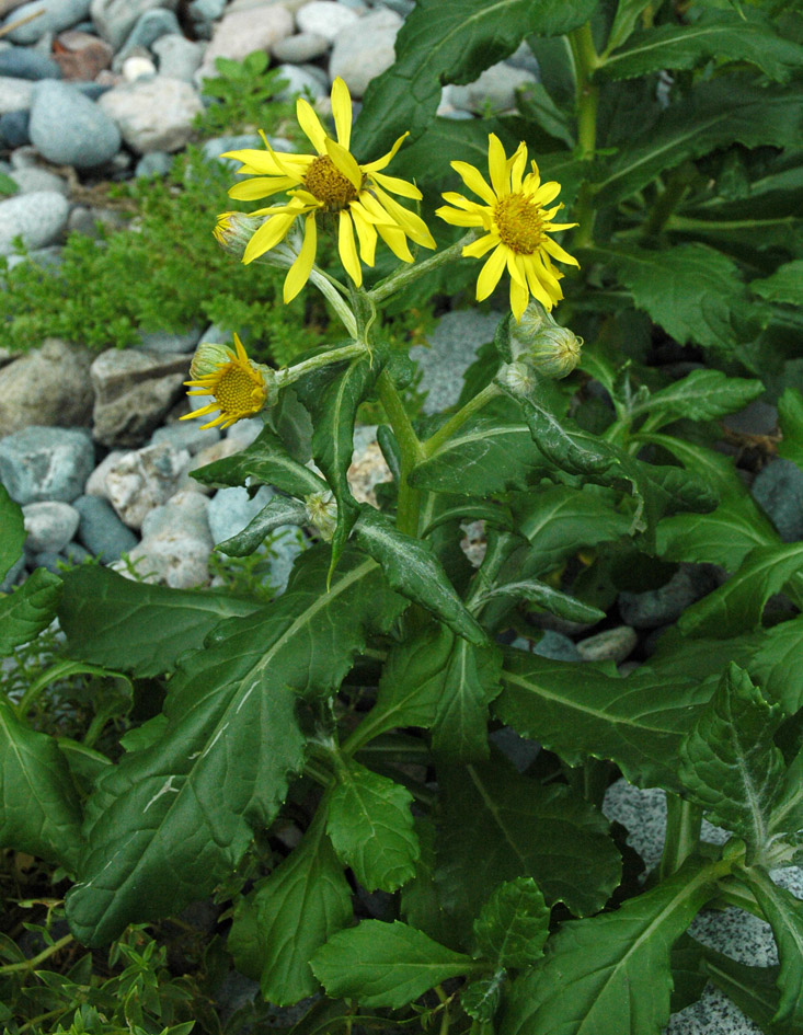 Изображение особи Senecio pseudoarnica.