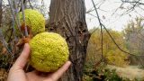 Maclura pomifera