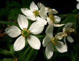 Anemonastrum crinitum