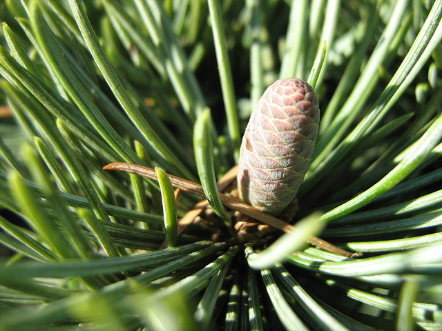 Image of Cedrus libani specimen.