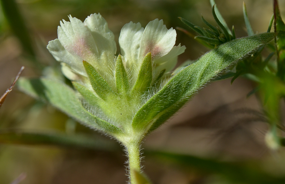 Image of Lomelosia prolifera specimen.