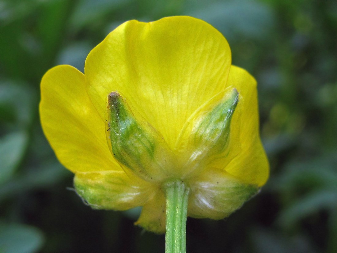 Image of Ranunculus repens specimen.