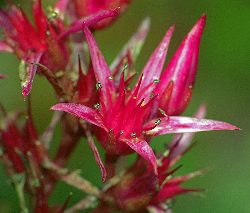 Image of Sedum spurium specimen.