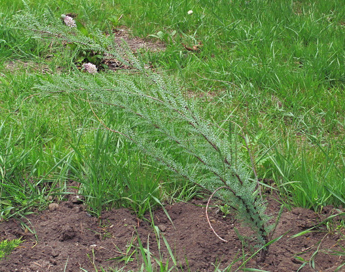 Image of Myricaria germanica specimen.