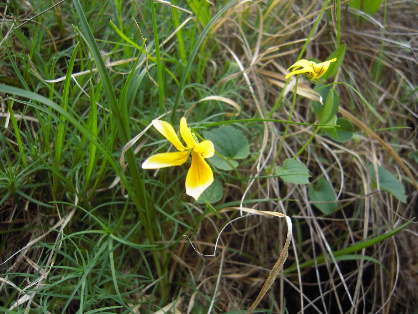 Image of Viola caucasica specimen.