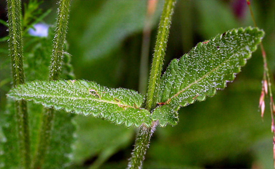 Изображение особи Betonica officinalis.