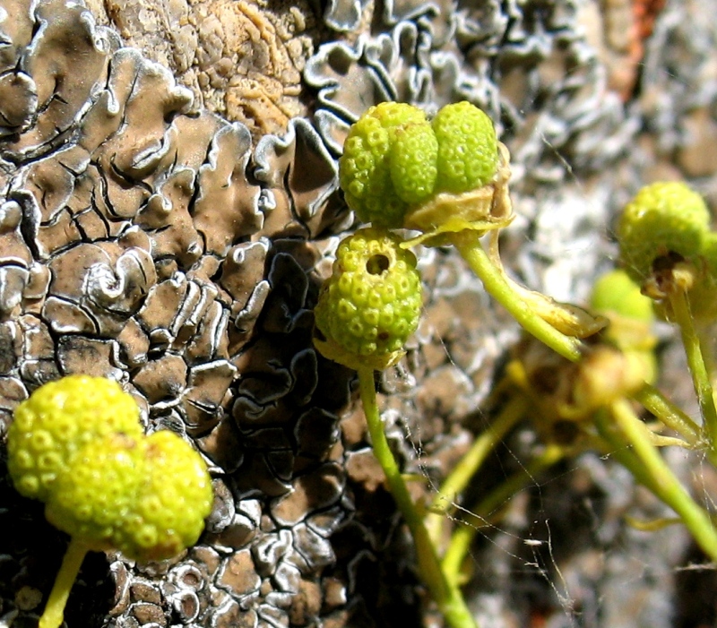 Image of Haplophyllum acutifolium specimen.