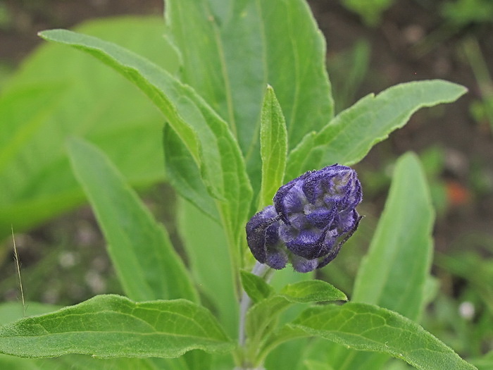 Изображение особи Salvia farinacea.