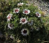 Смотреть изображение Carlina acaulis подвид caulescens