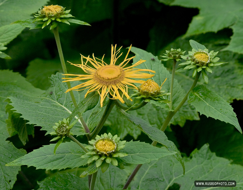 Изображение особи Telekia speciosa.