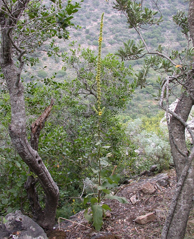 Image of Verbascum caesareum specimen.