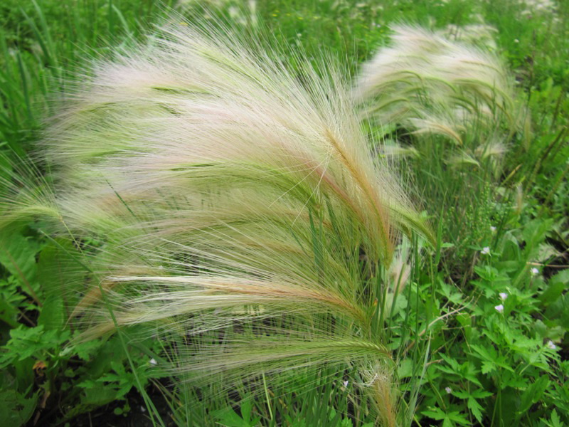 Image of Hordeum jubatum specimen.