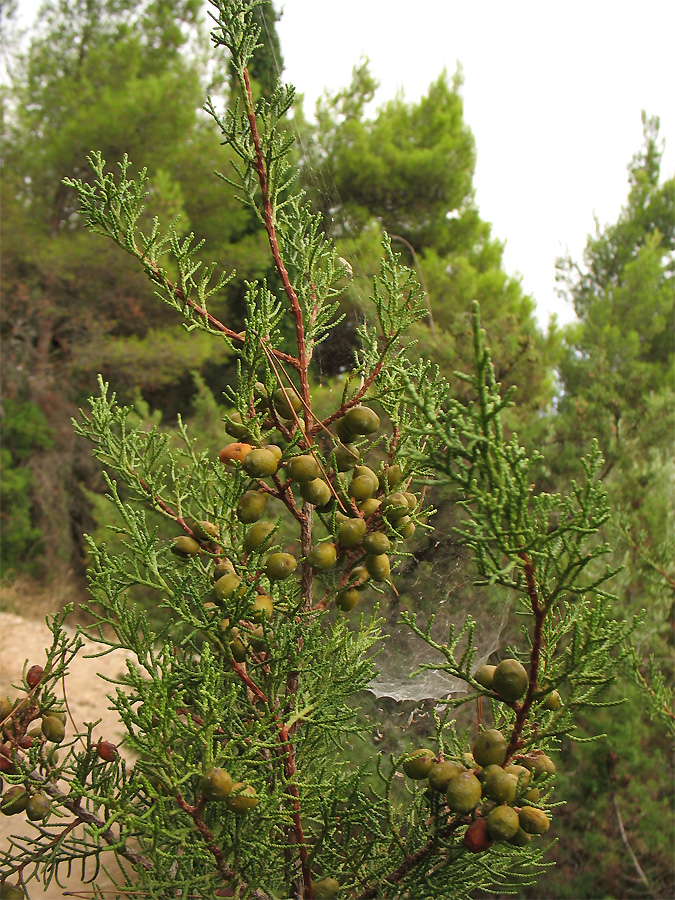 Image of Juniperus phoenicea specimen.