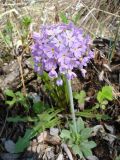Смотреть изображение Primula fistulosa