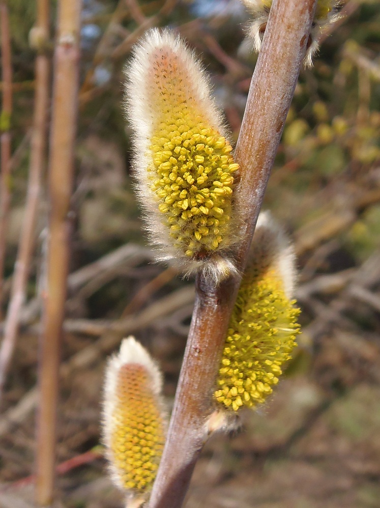 Image of Salix vinogradovii specimen.