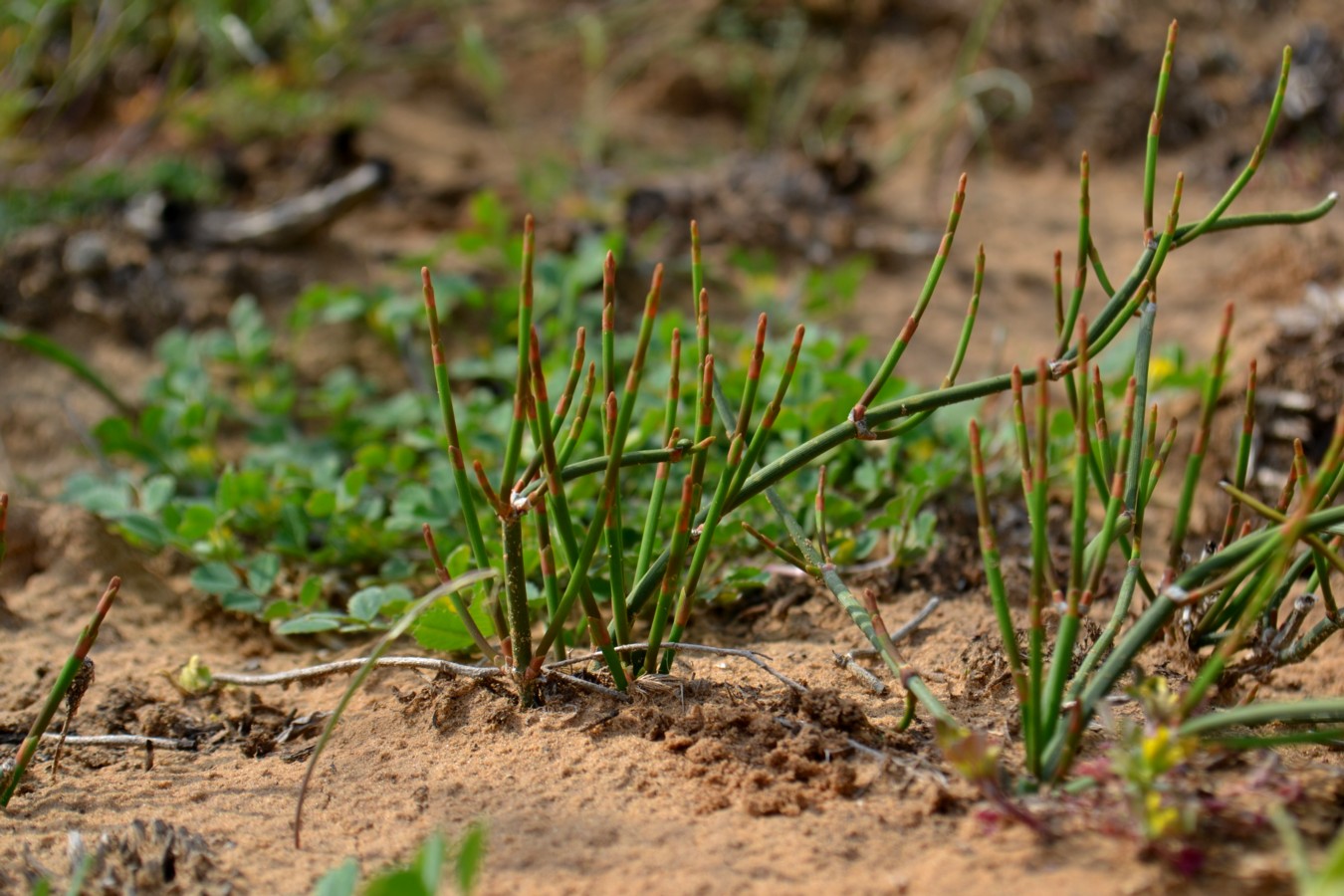 Image of Ephedra distachya specimen.