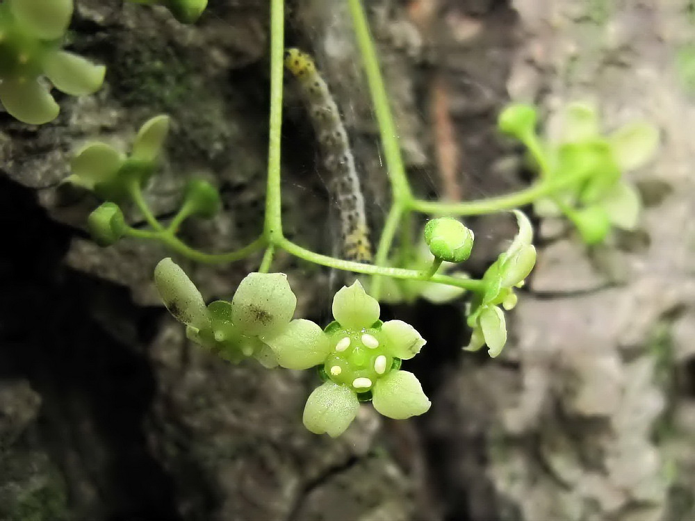 Изображение особи Euonymus maximowiczianus.