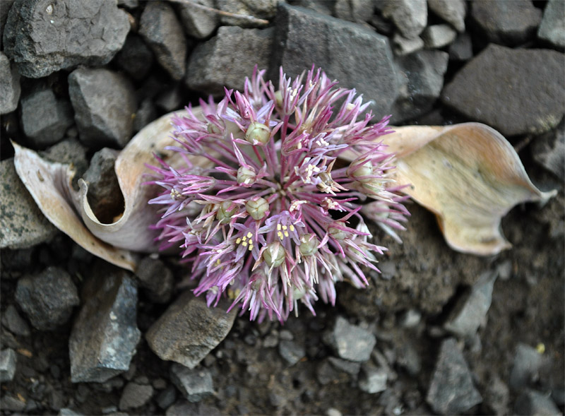 Image of Allium akaka specimen.