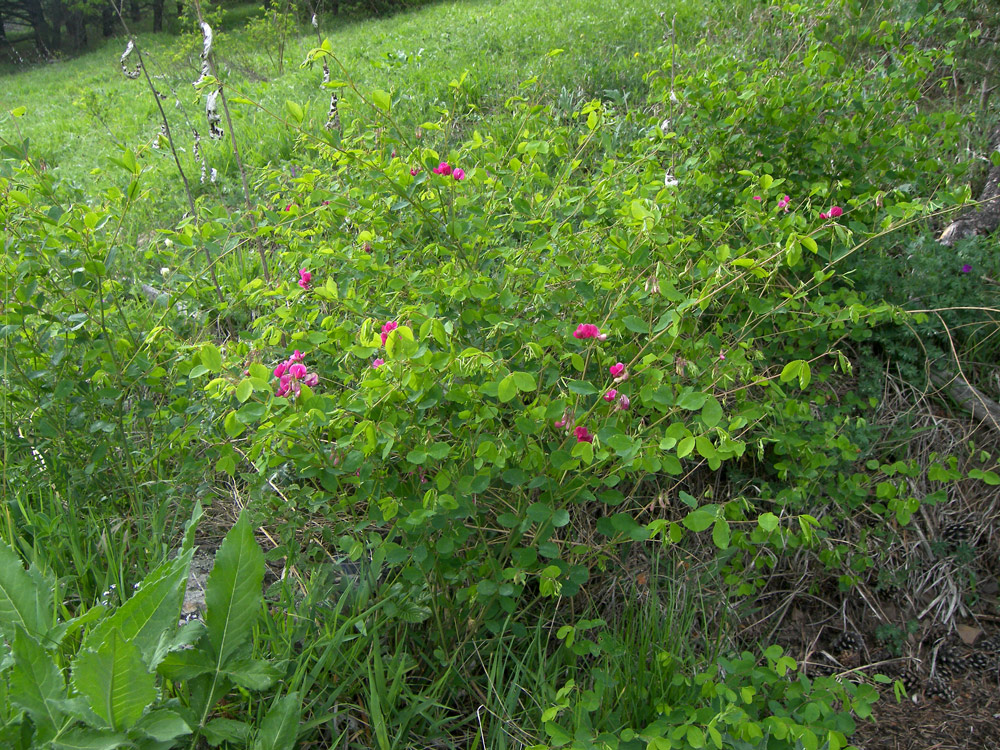 Image of Lathyrus roseus specimen.