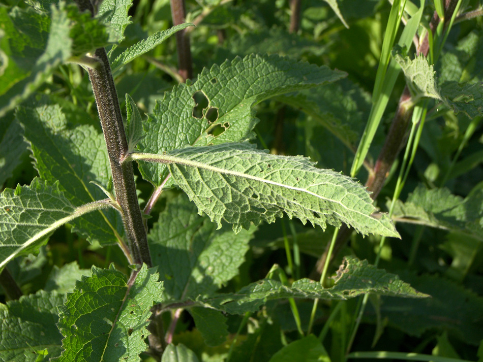 Image of Verbascum marschallianum specimen.