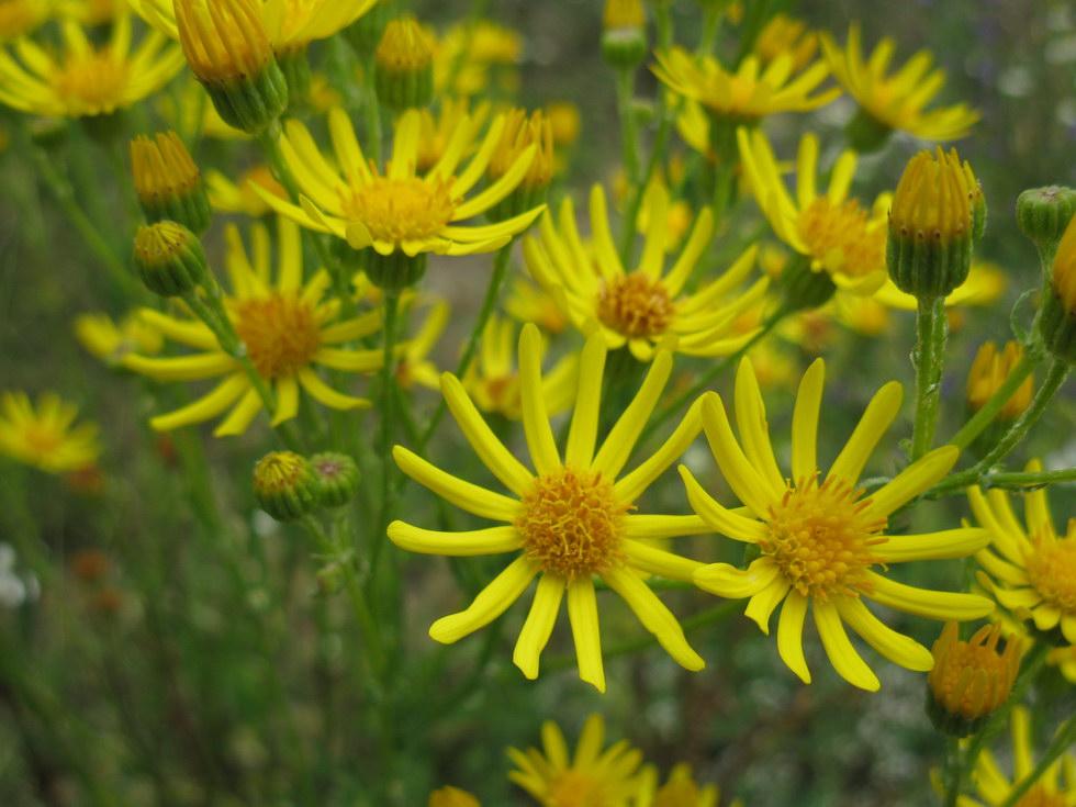 Image of genus Senecio specimen.