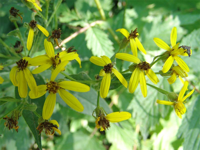 Image of Senecio propinquus specimen.