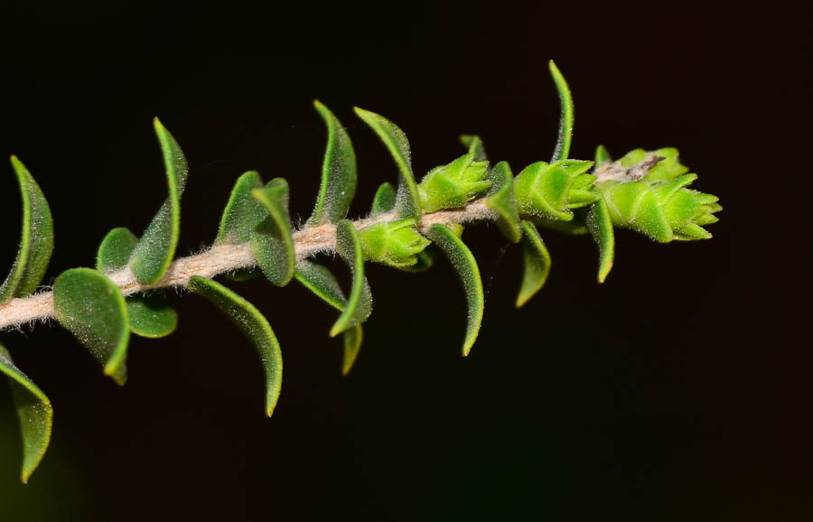 Image of Melaleuca cardiophylla specimen.