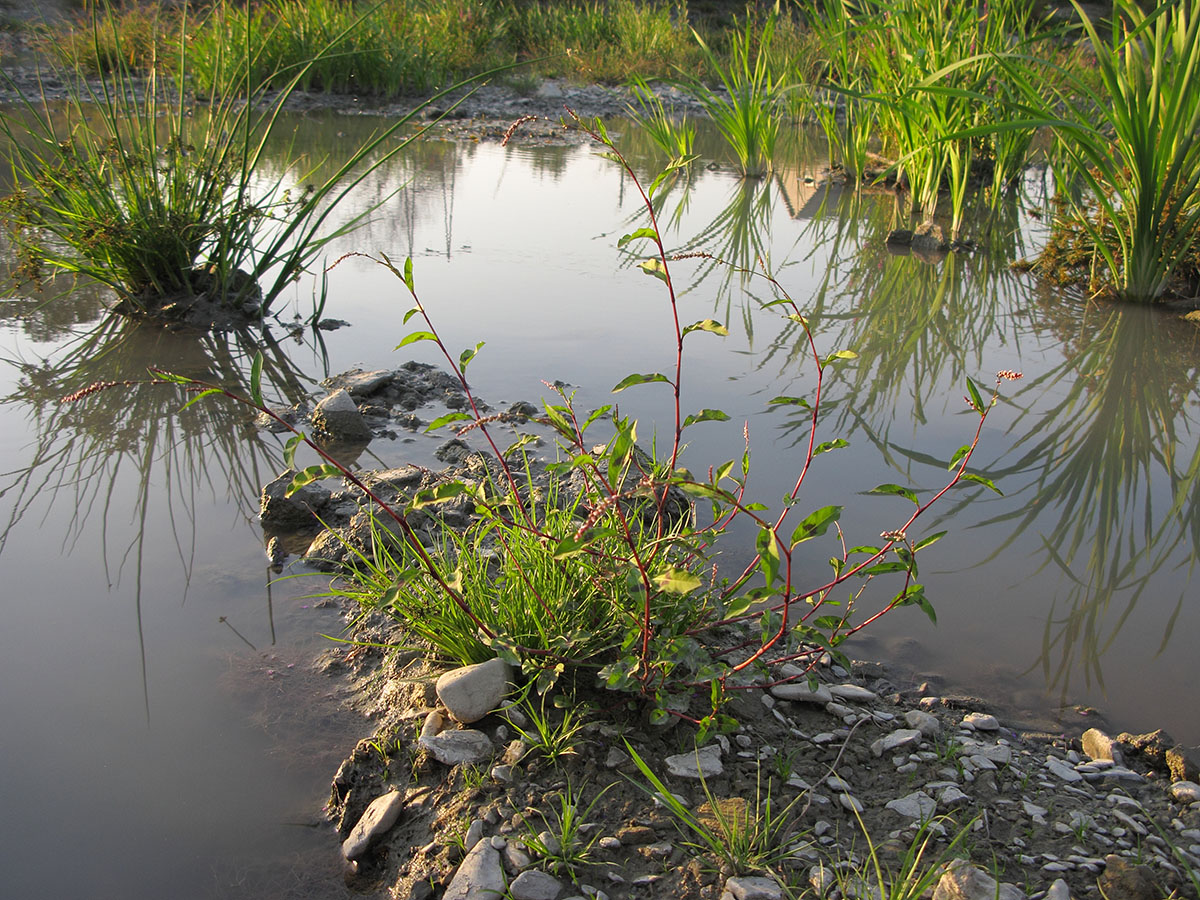 Image of Persicaria lapathifolia specimen.