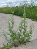 Artemisia vulgaris. Растения перед цветением. Окр. Архангельска, между бетонными плитами. 18.07.2012.