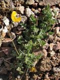 Papaver croceum. Цветущее растение на щебнистой осыпи в зоне альпийских лугов. Заилийский Алатау, конец июля.