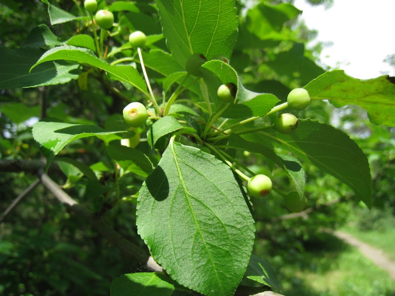 Image of Malus baccata specimen.