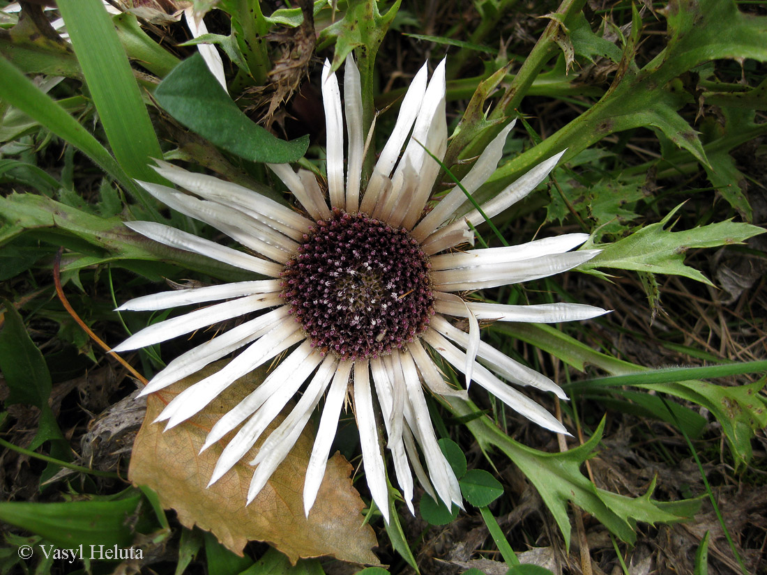 Image of Carlina acaulis specimen.