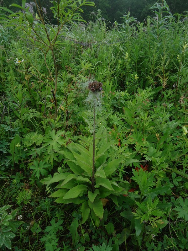 Изображение особи Saussurea pseudotilesii.