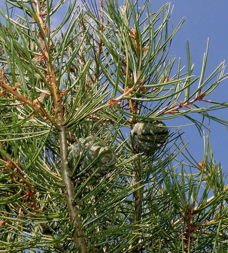 Изображение особи Pinus bungeana.