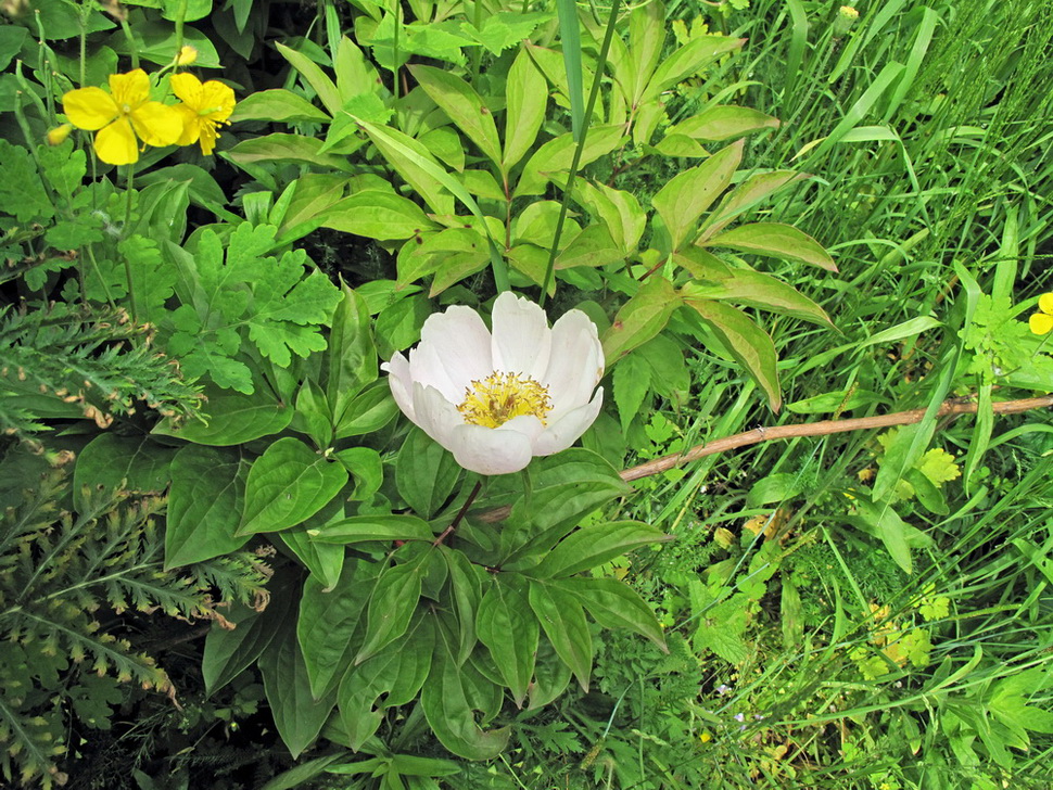 Image of Paeonia lactiflora specimen.