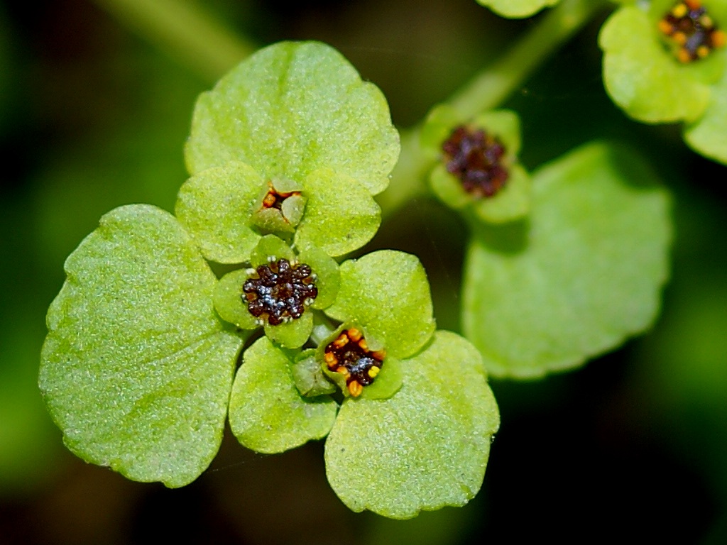 Image of Chrysosplenium ramosum specimen.