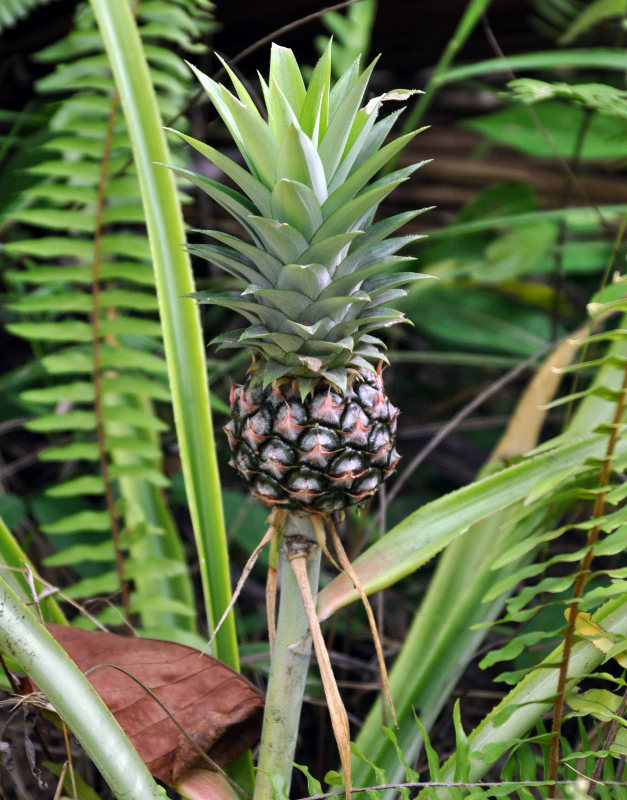 Image of Ananas comosus specimen.