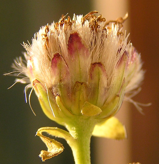 Image of Aster maackii specimen.