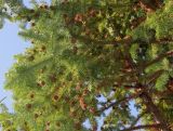 Cunninghamia lanceolata. Часть кроны с шишками. Германия, г. Дюссельдорф, Ботанический сад университета. 10.03.2014.