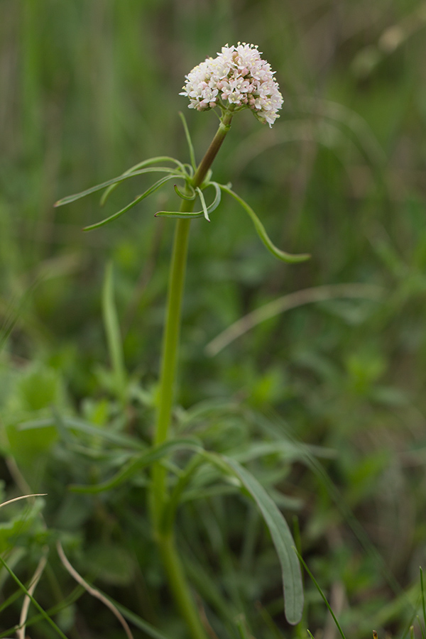 Image of Valeriana tuberosa specimen.