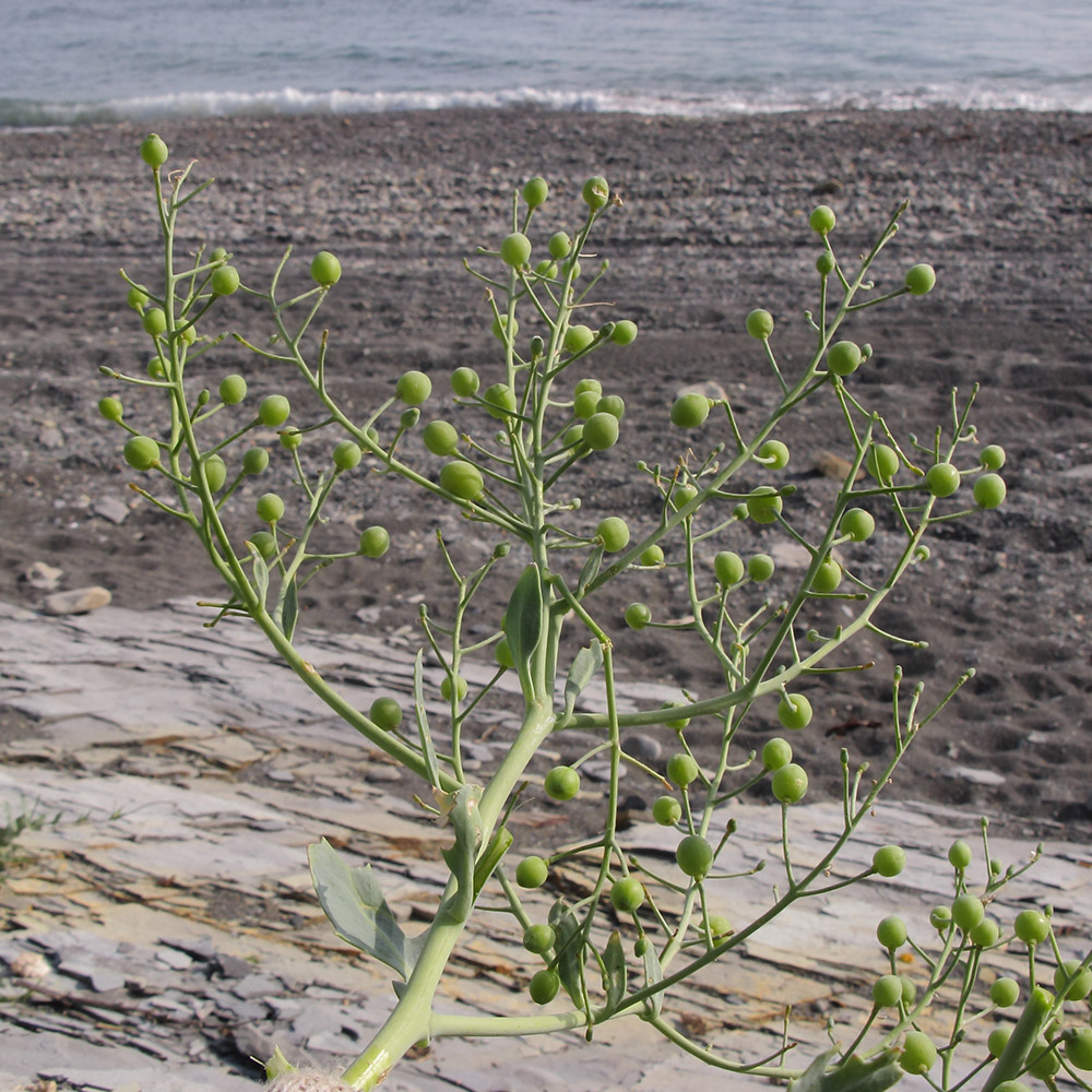 Image of Crambe maritima specimen.