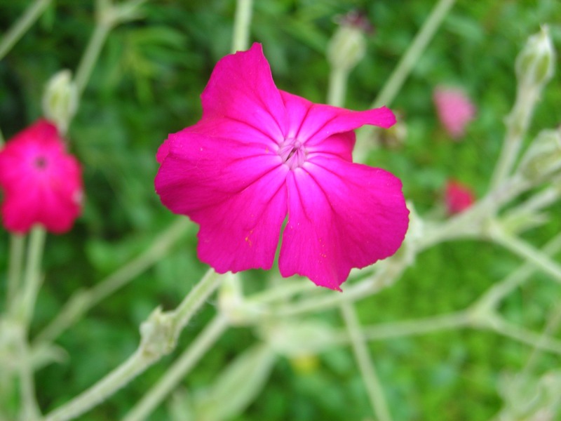 Image of Lychnis coronaria specimen.