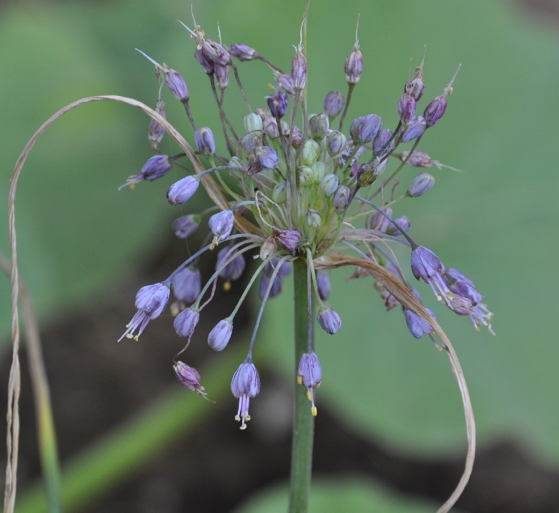 Изображение особи Allium carinatum ssp. pulchellum.