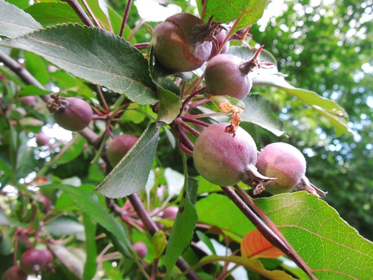 Image of genus Malus specimen.