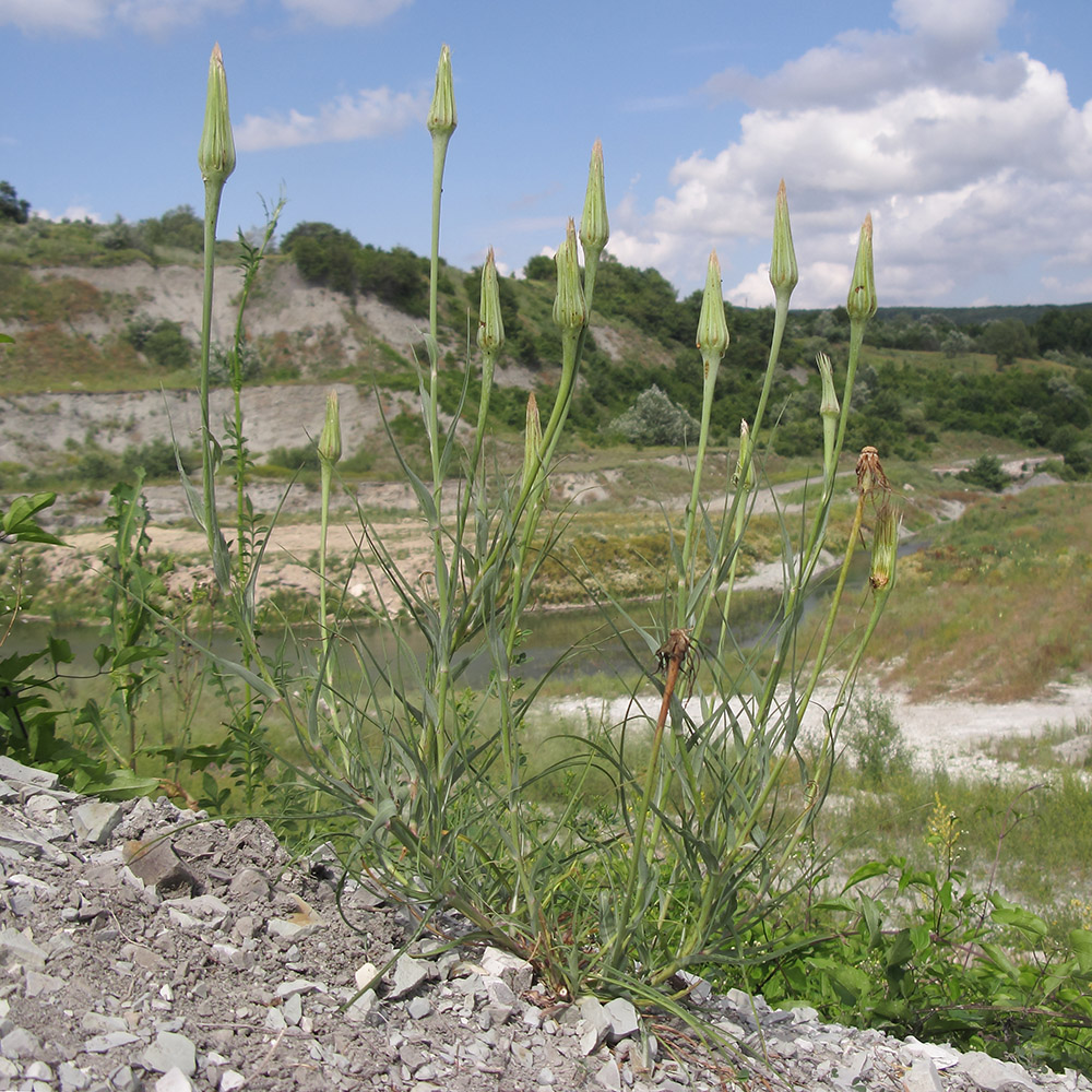 Image of Tragopogon dubius ssp. major specimen.