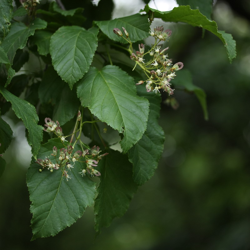 Изображение особи Acer tataricum.