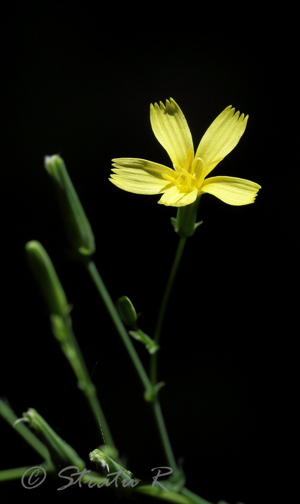 Изображение особи Mycelis muralis.