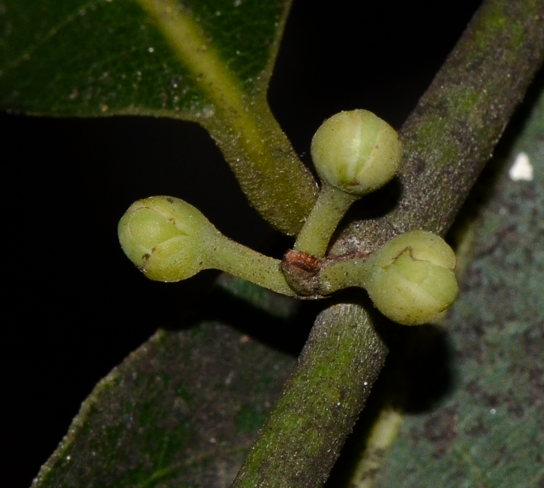 Изображение особи Laurus nobilis.