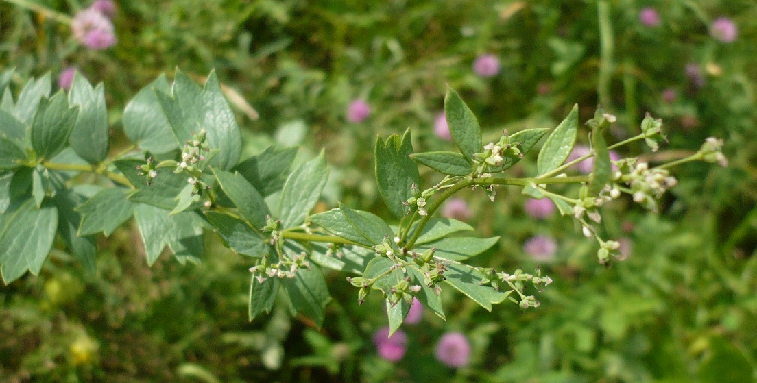 Изображение особи Thalictrum simplex.