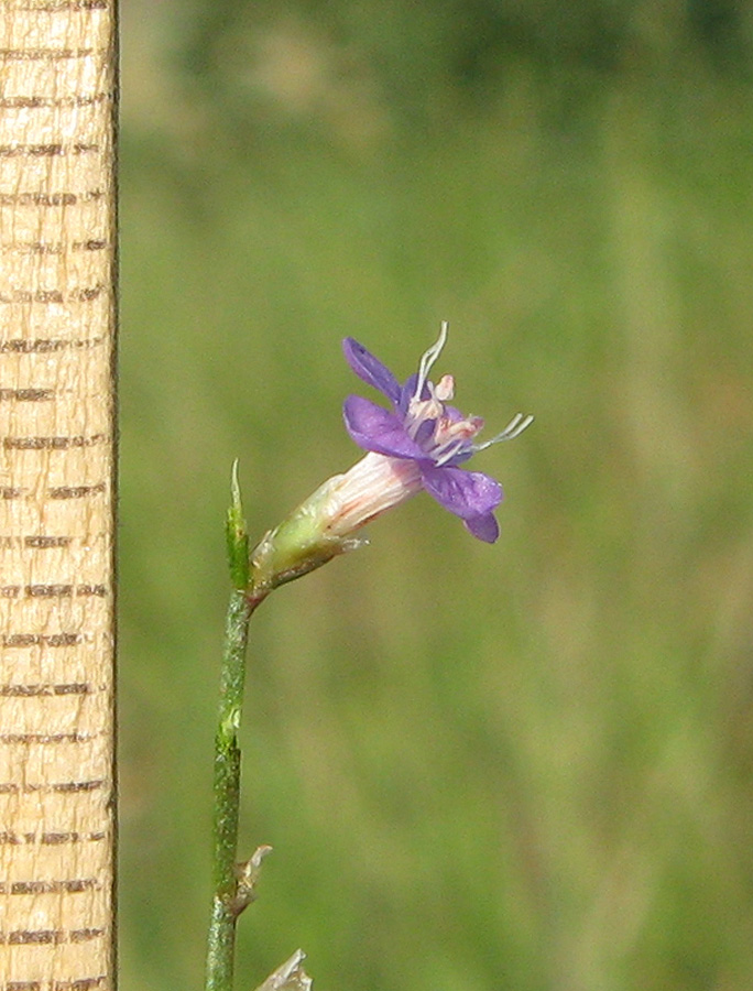 Image of Limonium scoparium specimen.